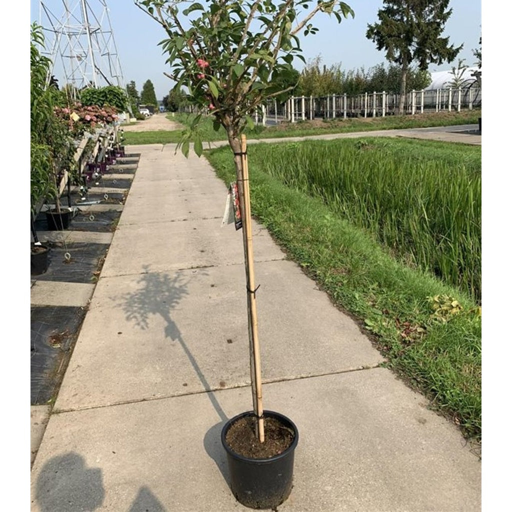 Benved – Euonymus phellomanus - 120 CM Stem C10